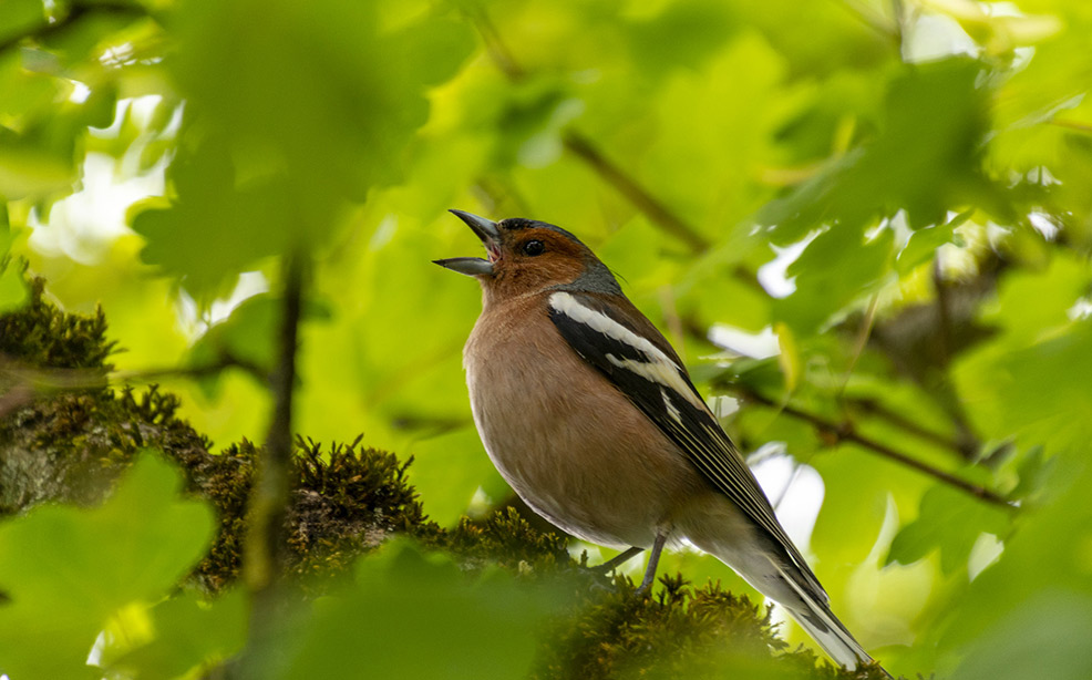 camping oiseau nature
