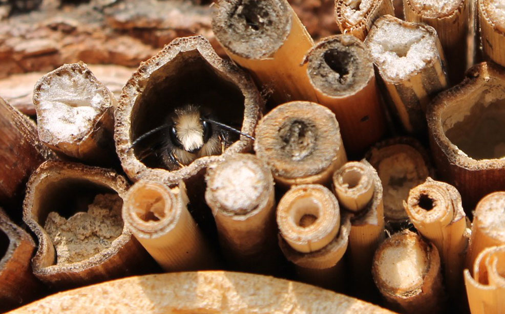 camping ruche abeille solitaire